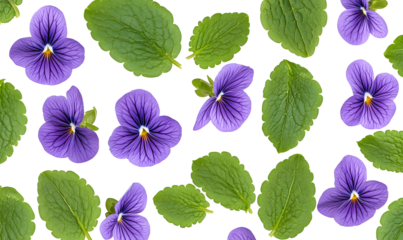 Purple pansies and green leaves pattern.