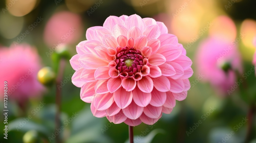Poster delicate pink flower illuminated by backlight with shimmering bokeh background creating a dreamy gar