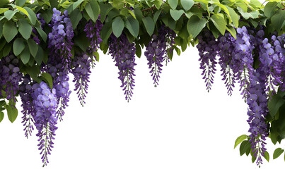 Cascading purple wisteria flowers and green leaves hanging against a black background.