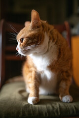 Portrait of a beautiful fluffy young mongrel cat.