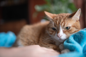 Portrait of a beautiful fluffy young mongrel cat.