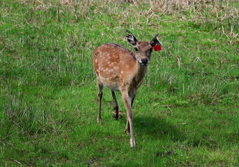 An adult deer was maral in a field against the background of the mountains of Buryatia, the village of Arshan. Tunka Valley.