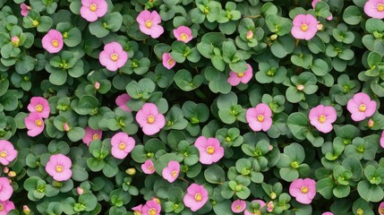 Vibrant pink Common Purslane flowers blooming amidst lush green foliage in a serene garden setting. Perfect for nature-themed projects.