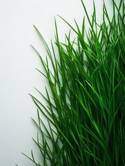 Naklejka premium A close-up of vibrant green grass against a plain background.