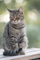 Portrait of a beautiful fluffy young mongrel cat.