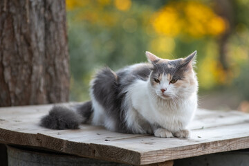 Portrait of a beautiful fluffy young mongrel cat.