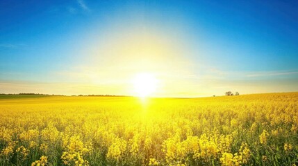 A golden sunrise over a tranquil yellow canola field stretching to the horizon under a clear blue sky