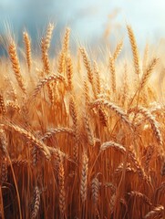 Fototapeta premium A close-up view of golden wheat stalks swaying in the sunlight.