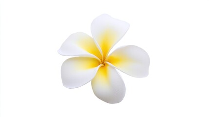 A delicate white flower with yellow accents on its petals.