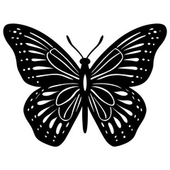 butterfly isolated on white