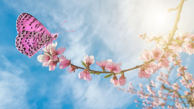 butterfly on flowers of peach tree pink flowers in varoia greece  agriculture sun spring