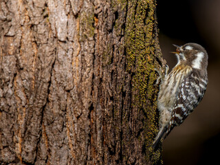 木にとまるコゲラ