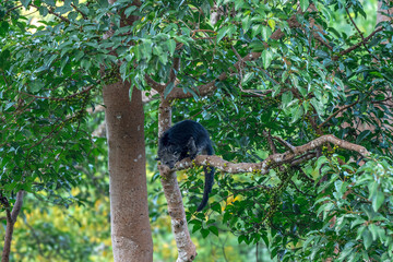 Binturong (Bear Cat) It belongs to the civet family. It has a large head, gray fur on the face, small round ears, a long body, and rough, black fur.