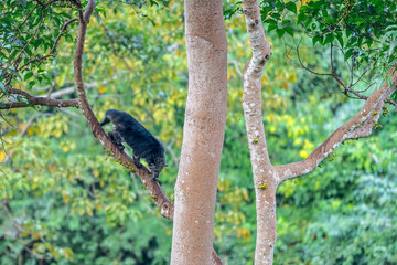 Binturong (Bear Cat) It belongs to the civet family. It has a large head, gray fur on the face, small round ears, a long body, and rough, black fur.
