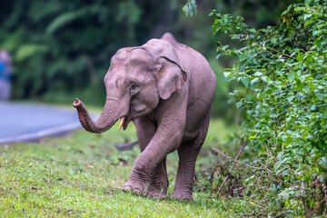Fototapeta premium Elephants are large mammals and are the largest land animals. Wild elephants eat plants. They are big, have a small head, big legs, and have a trunk that reaches to the ground. That trunk is the nose.