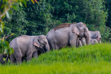 Fototapeta premium Elephants are large mammals and are the largest land animals. Wild elephants eat plants. They are big, have a small head, big legs, and have a trunk that reaches to the ground. That trunk is the nose.