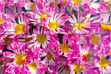 blooming purple chrysanthemum seen through the glass close up horizontal composition