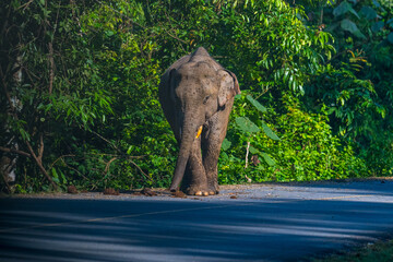 Elephants are large mammals and are the largest land animals. Wild elephants eat plants. They are big, have a small head, big legs, and have a trunk that reaches to the ground. That trunk is the nose.