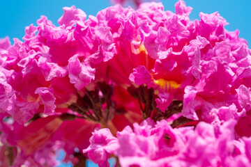 beautiful blooming Tabebuia Rosea or Tabebuia Chrysantha Nichols closeup at horizontal composition