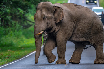 Obraz premium Elephants are large mammals and are the largest land animals. Wild elephants eat plants. They are big, have a small head, big legs, and have a trunk that reaches to the ground. That trunk is the nose.