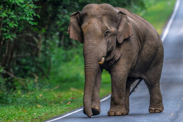 Obraz premium Elephants are large mammals and are the largest land animals. Wild elephants eat plants. They are big, have a small head, big legs, and have a trunk that reaches to the ground. That trunk is the nose.