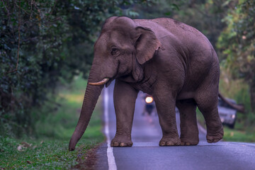 Obraz premium Elephants are large mammals and are the largest land animals. Wild elephants eat plants. They are big, have a small head, big legs, and have a trunk that reaches to the ground. That trunk is the nose.