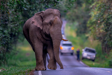 Obraz premium Elephants are large mammals and are the largest land animals. Wild elephants eat plants. They are big, have a small head, big legs, and have a trunk that reaches to the ground. That trunk is the nose.