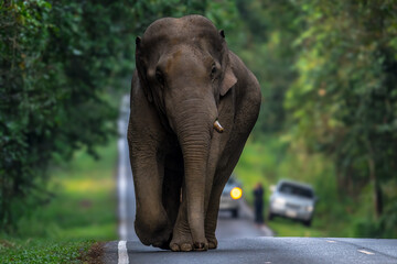 Obraz premium Elephants are large mammals and are the largest land animals. Wild elephants eat plants. They are big, have a small head, big legs, and have a trunk that reaches to the ground. That trunk is the nose.