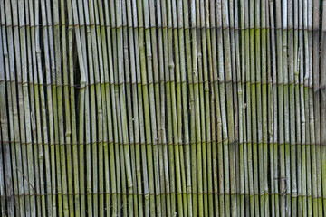 Weathered green bamboo fence