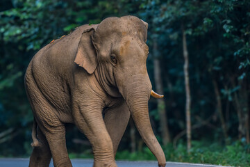 Naklejka premium Elephants are large mammals and are the largest land animals. Wild elephants eat plants. They are big, have a small head, big legs, and have a trunk that reaches to the ground. That trunk is the nose.