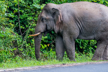 Fototapeta premium Elephants are large mammals and are the largest land animals. Wild elephants eat plants. They are big, have a small head, big legs, and have a trunk that reaches to the ground. That trunk is the nose.