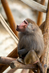 マントヒヒの写真