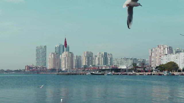 The Animal Bird Seagulls Flying Near the Sea