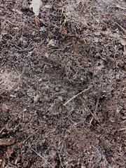 A close up of a dirt ground with a few leaves and twigs. The dirt is brown and the leaves are...