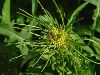 A marmalade hoverfly, or Episyrphus balteatus insect on a London rocket, or Sisymbrium irio, wild...