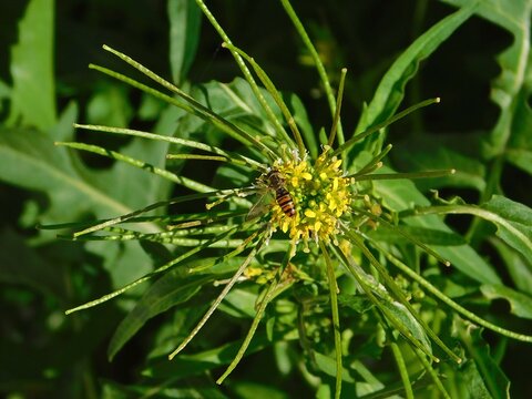 A marmalade hoverfly, or Episyrphus balteatus insect on a London rocket, or Sisymbrium irio, wild flower at springtime, in Glyfada, Greece