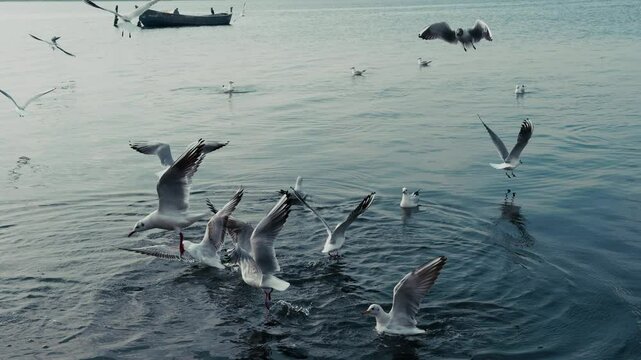 The Animal Bird Seagulls Flying Near the Sea