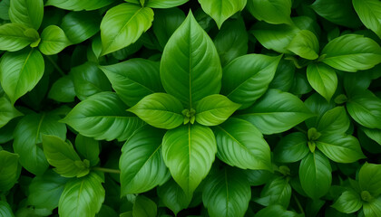 Lush Green Foliage with Symmetrical Patterns