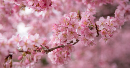 満開に咲く早咲きの河津桜