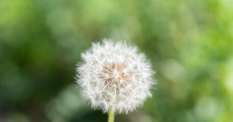 風に揺れるフワフワなタンポポの綿毛