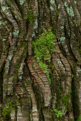 苔の生えた杉の木の表面