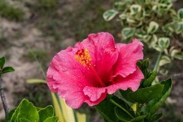 tropical beautiful flower close up in thailand