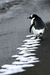 Obraz premium A penguin walking along a shoreline with foam on the ground.