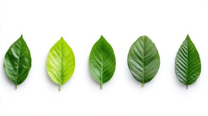 Fototapeta premium Variety of Green Leaves on White Background Showcasing Different Shades and Textures of Nature's Beauty