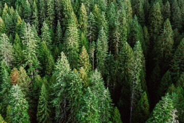 Dense evergreen forest canopy. Sunlight filters through the trees. Nature's beauty. Nez Perce-Clearwater National Forest, Syringa, Idaho, USA. © Zenstratus