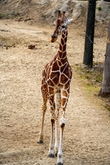 アミメキリンの写真