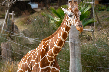 アミメキリンの写真