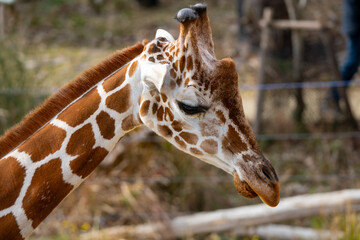 アミメキリンの写真