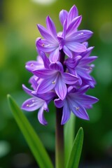 Fototapeta premium Delicate purple flower with curved petals unfolding, hyacinth, garden