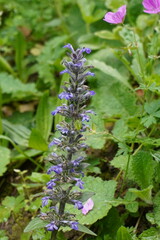 flowers in the forest